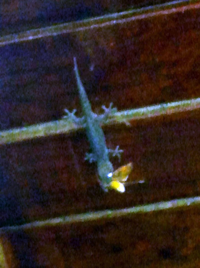 Ein Gecko mit frisch erlegter Beute