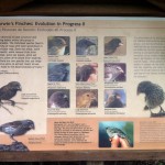 Die unterschiedlichen Finken auf Galapagos