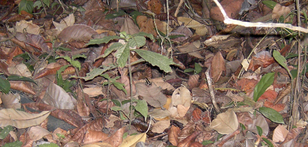 Dendrobates truncatus (Yellow-striped Poison Frog)
