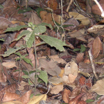 Dendrobates truncatus (Yellow-striped Poison Frog)