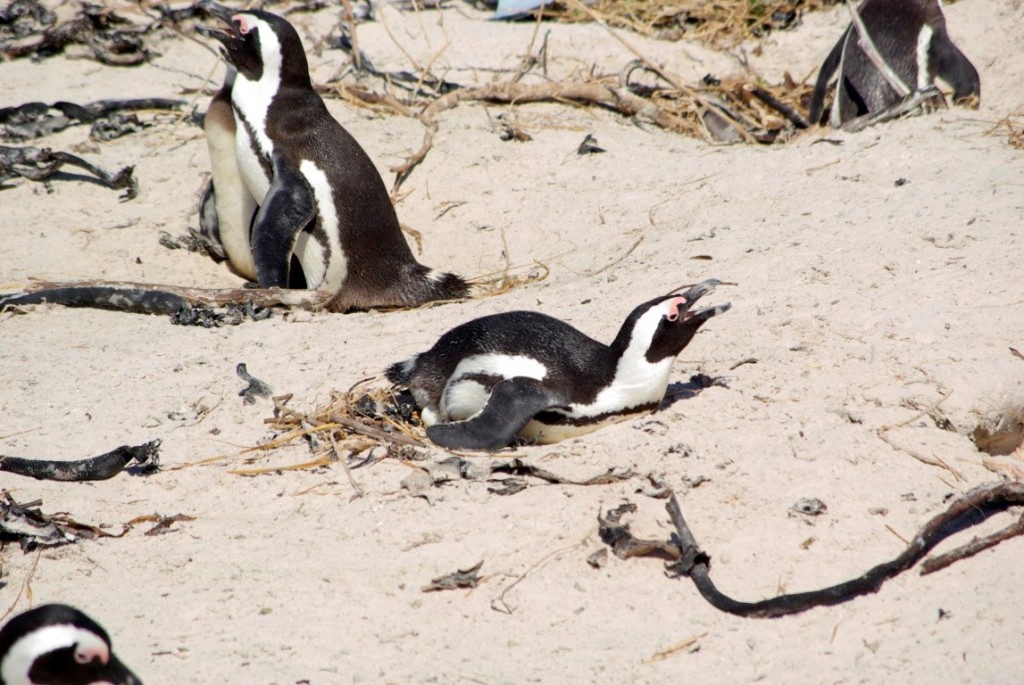 afrikanischer Pinguin