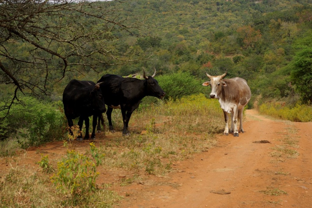 Kühe bei den Zulus