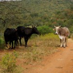 Kühe bei den Zulus