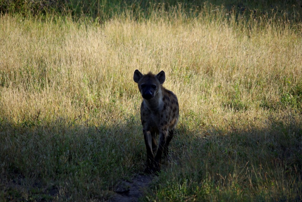 gefleckte Hyäne