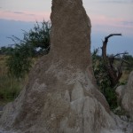 Termitenhügel