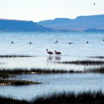 Flamingos in El Calafate