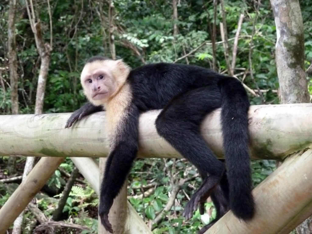 Affe im Manuel Antonio Nationalpark