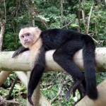 Affe im Manuel Antonio Nationalpark