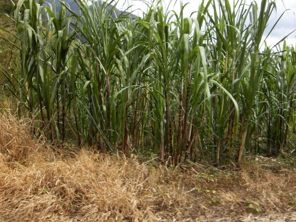 Zuckerrohrplantage